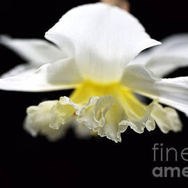 Daffodil Angel  by Joy Watson