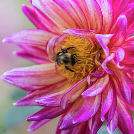 Pink Dahlia Bee by Patti Deters