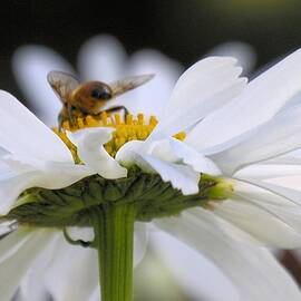 Daisies and the Bee