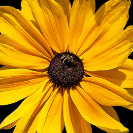 Daisy Bee Sunflower Square