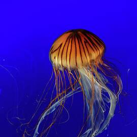 Dance of Jellyfish 1