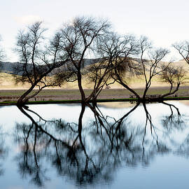 Dancing Trees Reflected in Winter Pond