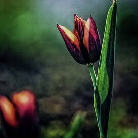 Dark Tulip by Hans Zimmer