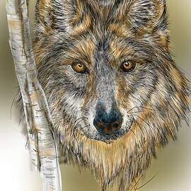 Dark Wolf with Birch by Darren Cannell