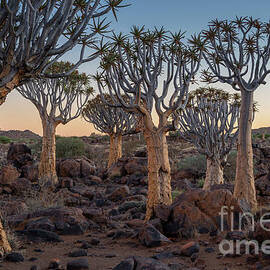 Dawn and Quiver Trees-Namibia by Sandra Bronstein