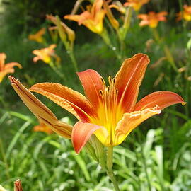 Day Lillies - Standing Tall