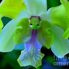 Dazzling Green Cymbidium Orchid by Mary Deal