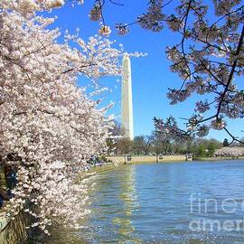 DC Washington Monument with Cherry Blossom  by Charlene Cox