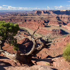 Dead Horse Point Juniper by Paul Moore