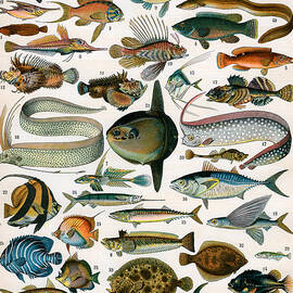 Decorative Print of Poissons by Demoulin by American School