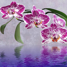 Deep Pink Orchid Reflections
