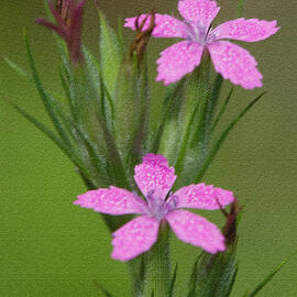 Deptford Pink by Clarence Holmes