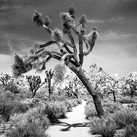 Desert Path by Alex Snay