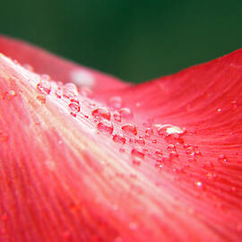 Dew Drops on a Wave of Red by Adam Johnson