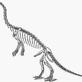 DINOSAUR: ANCHISAURUS by Granger