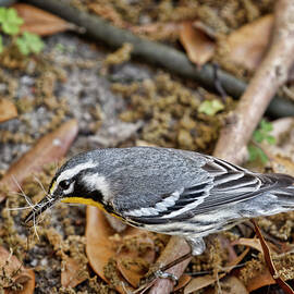 Dog Hair For The Nest by Phill Doherty