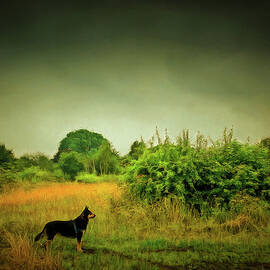 Dog in Chesire England landscape by Matthias Hauser