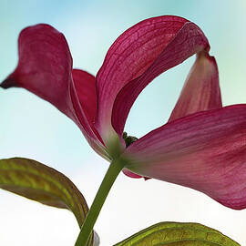 Dogwood Ballet 3 by Shirley Mitchell