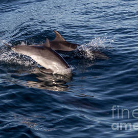 Dolphins Playing In The Wake