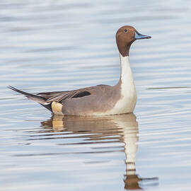 Drake pintail on pristine pond by Ruth Jolly
