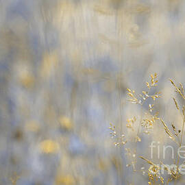Dreamland - 01-v2 Gold by Variance Collections