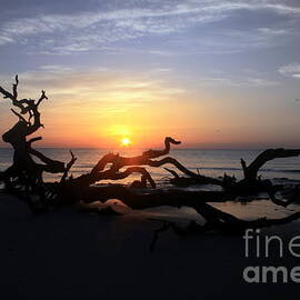 Sunrise Driftwood Beach  Jekyll Island GA by Charlene Cox