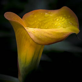 Droplets on Mango Lily by Julie Palencia
