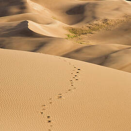 Dunefield Footprints by Adam Pender