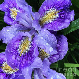 Early Iris in Spring Rain by Jill Greenaway