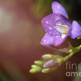 Early morning freesia by Milleflore Images
