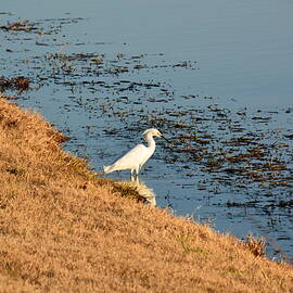 Egret at the shore by Brigitta Diaz