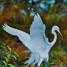 Egret Landing by Don Columbus