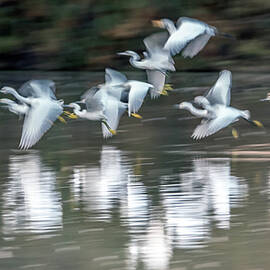 Egrets Ghostly Flight Blur 1264-011518-1cr by Tam Ryan