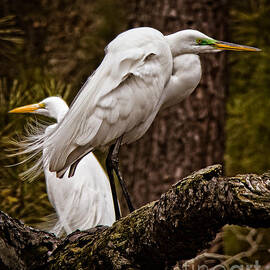 Egrets On A Branch by Tom Gari Gallery-Three-Photography