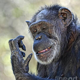 Elderly Chimp Studying Her Hand II