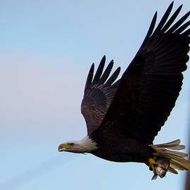 Electrifying Eagle with Fish by Jeff at JSJ Photography
