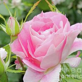 Elegant in Pink - Rose by Cindy Treger