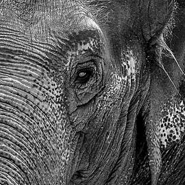 Elephant Portrait Grayscale by Bob Slitzan