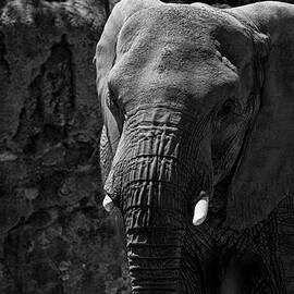 Elephant stare  by Ruth Jolly