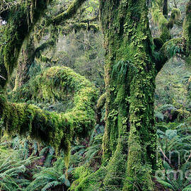 Enchanted forest - Fiordland National Park - New Zealand by Matteo Colombo