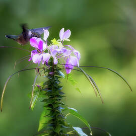 Ethereal Hummingbird by Bill Wakeley