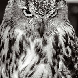 Eurasian Eagle Owl Black and White by Wes and Dotty Weber