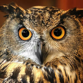Eurasian Eagle Owl Closeup by Wes and Dotty Weber