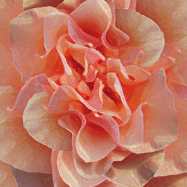 Expressionist Rose by Michele Avanti