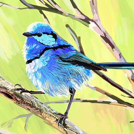 Fairy Wren II by Plum Ovelgonne