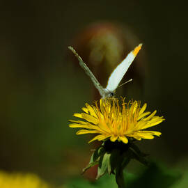 Falcate Orangetip Butterfly on Dandelion by Rebecca Sherman