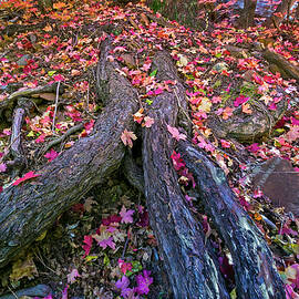 Fall Color Tree Trunk by Dave Dilli