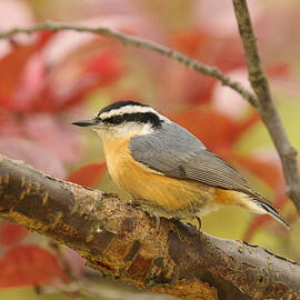 Fall Colors Nuthatch