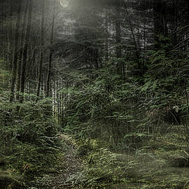 FantasyWoods by Bill Posner