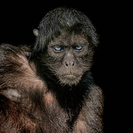 Fearless by Paul Neville